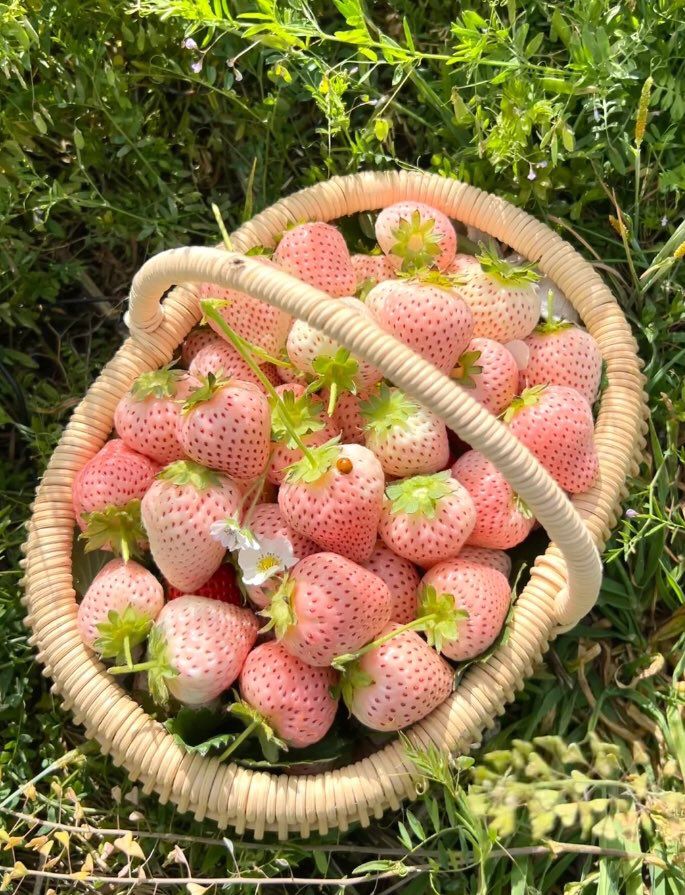 a basket full of strawberries sitting in the grass