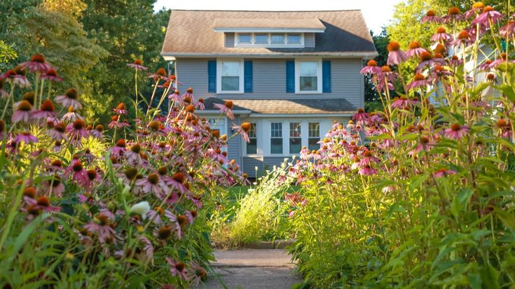 American Meadows