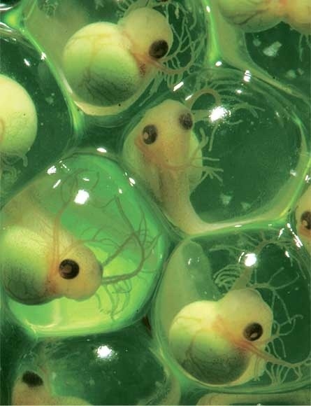 an image of some strange looking things in the water with algae on them and one is green