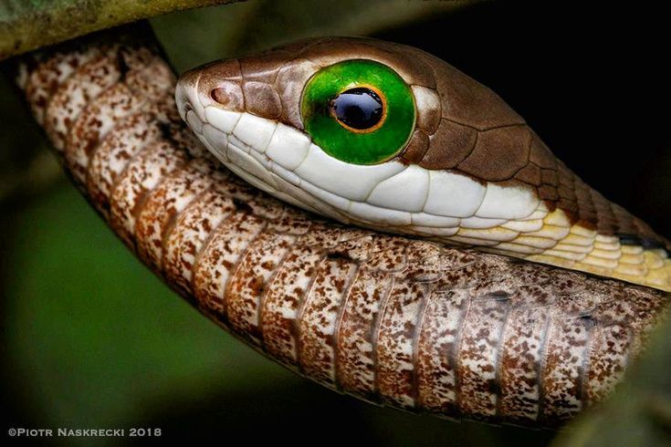 a close up of a snake's eye on a branch