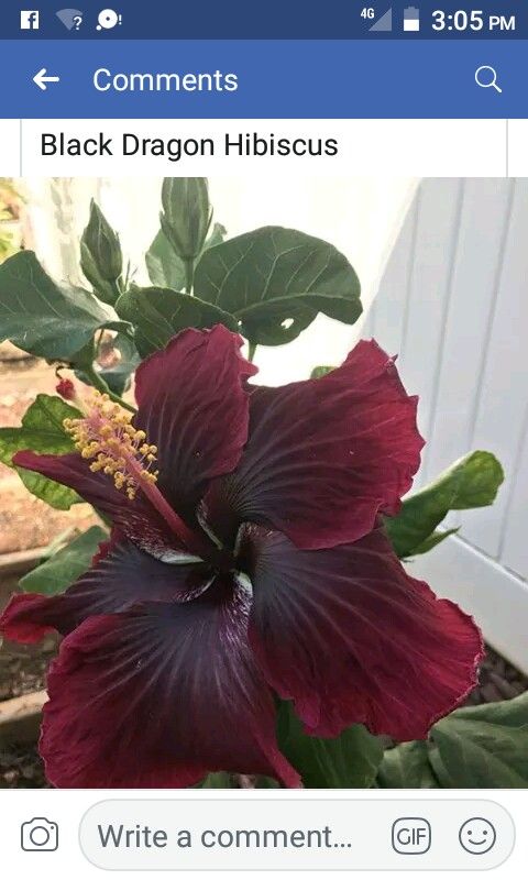 a purple flower with green leaves in the middle and an instagram post about black dragon hibiscus