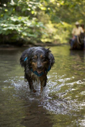 a dog is walking through the water in front of some people on a small boat