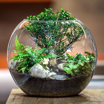 a glass bowl filled with plants on top of a wooden table