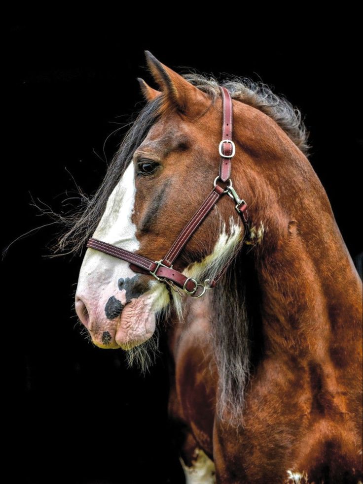 a brown and white horse standing on top of a black ground with it's head turned to the side