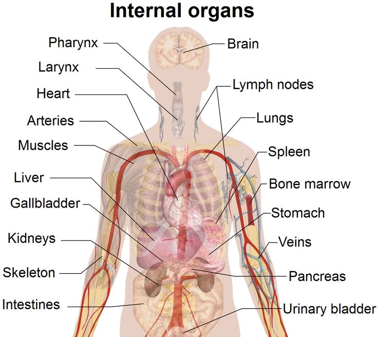 an image of the human anatomy with labels on it's main organs and names