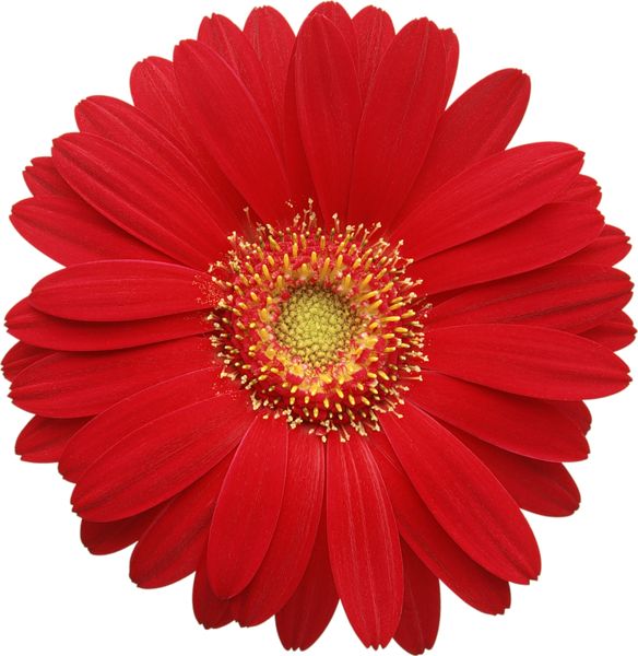 a large red flower with yellow center