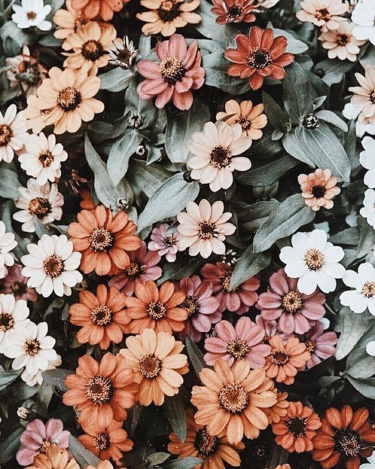 many different colored flowers with green leaves