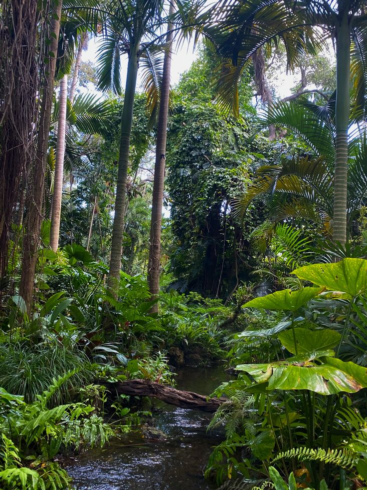 a stream running through a lush green forest filled with lots of trees and plants on both sides