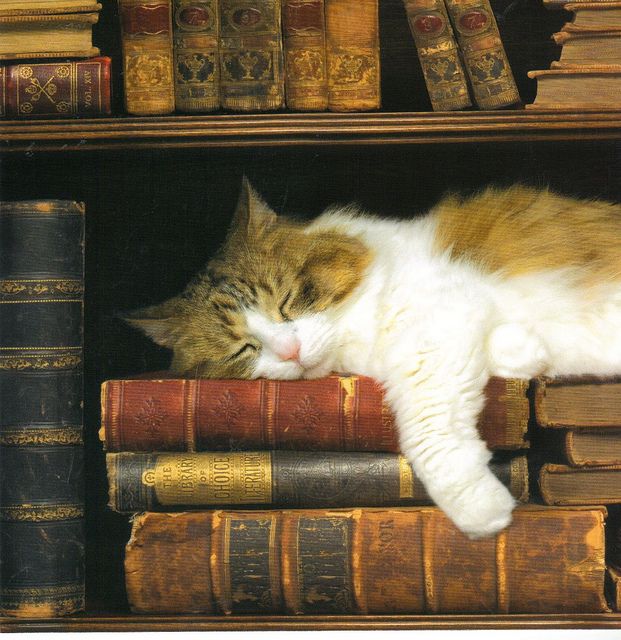 an orange and white cat sleeping on top of a book shelf next to many books