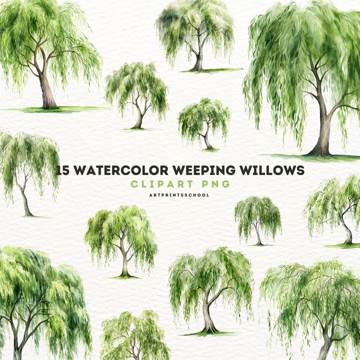 watercolor weeping willows clipart png, 5 different trees with green leaves