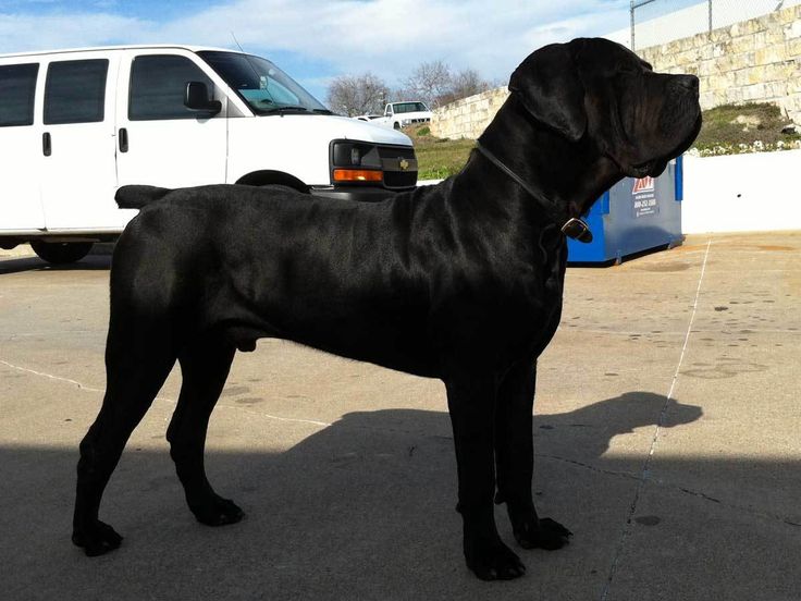 a large black dog standing on top of a parking lot next to a white van