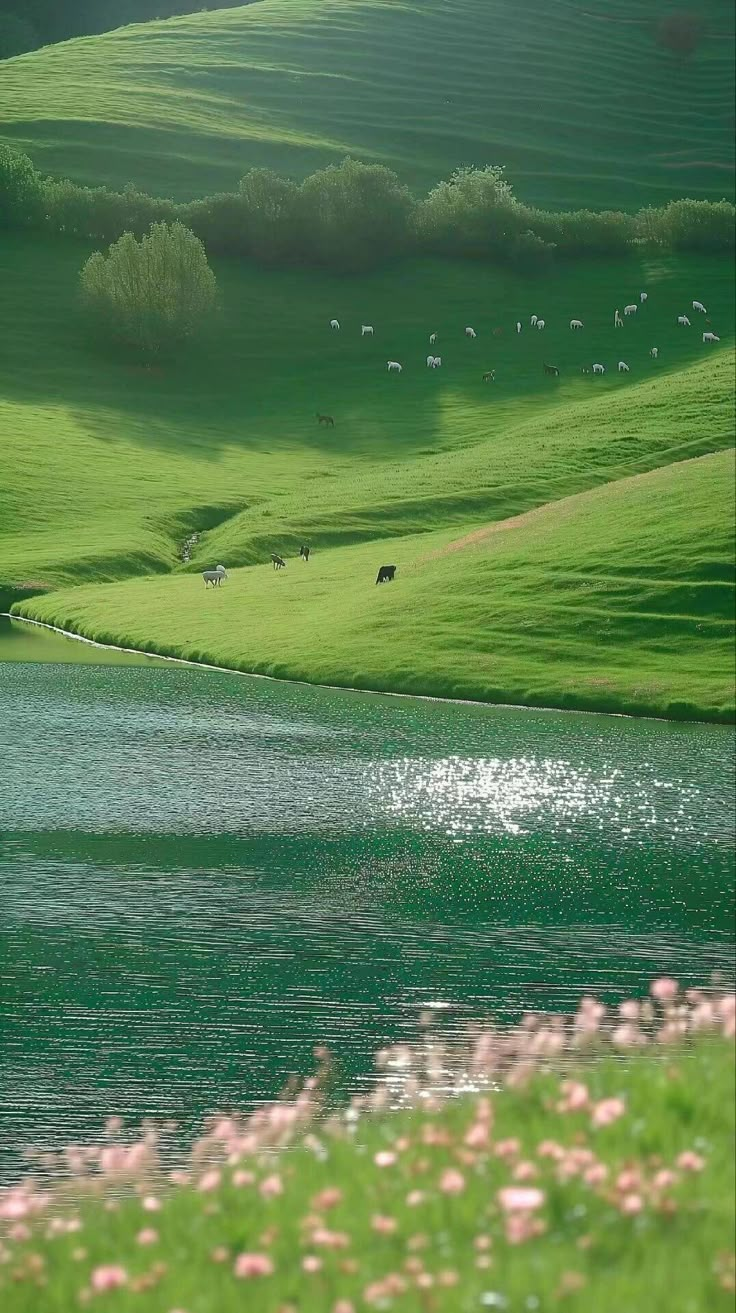 the cows are grazing on the green hills by the water