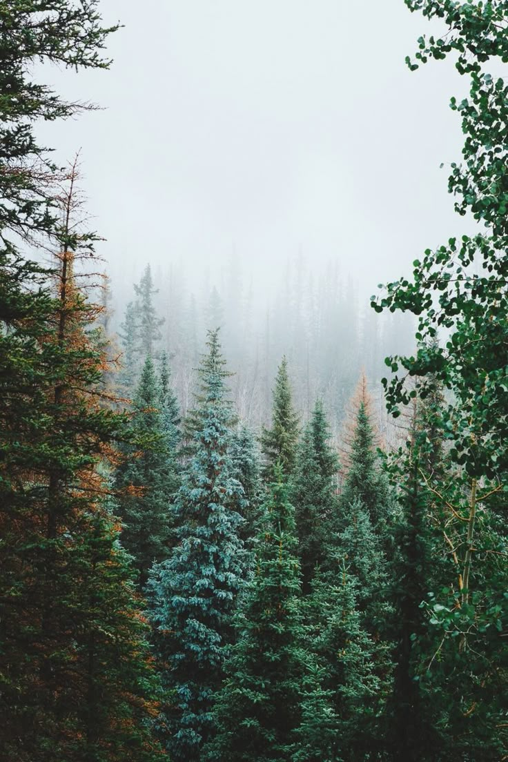 a forest filled with lots of trees covered in fog