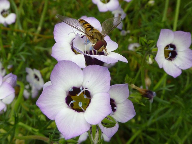 a bee sitting on top of a purple flower