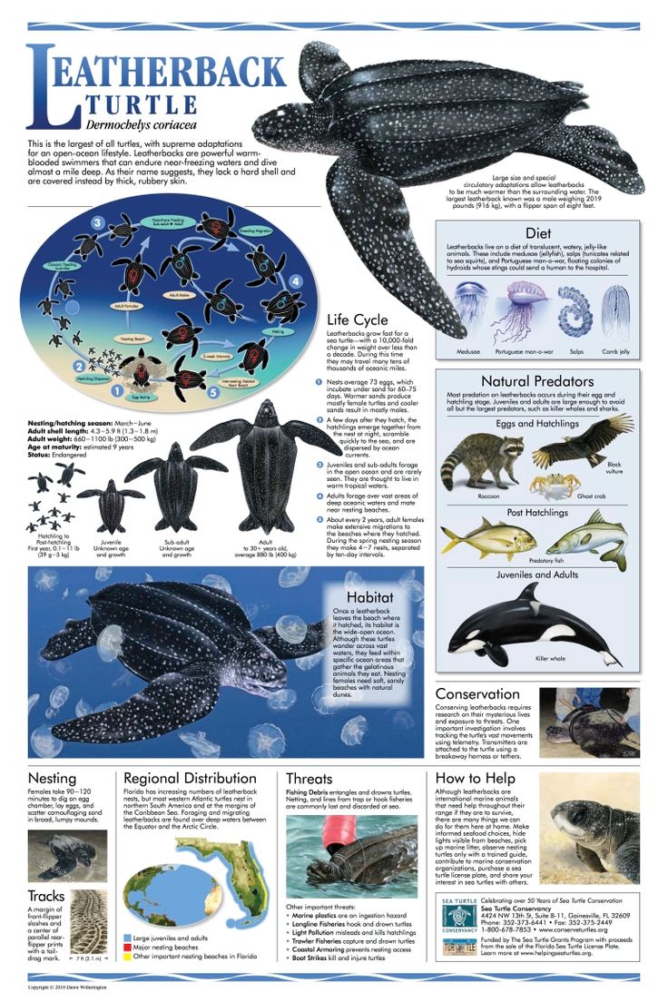 an article about sea animals and their habitats in the magazine, leatherback turtle by person