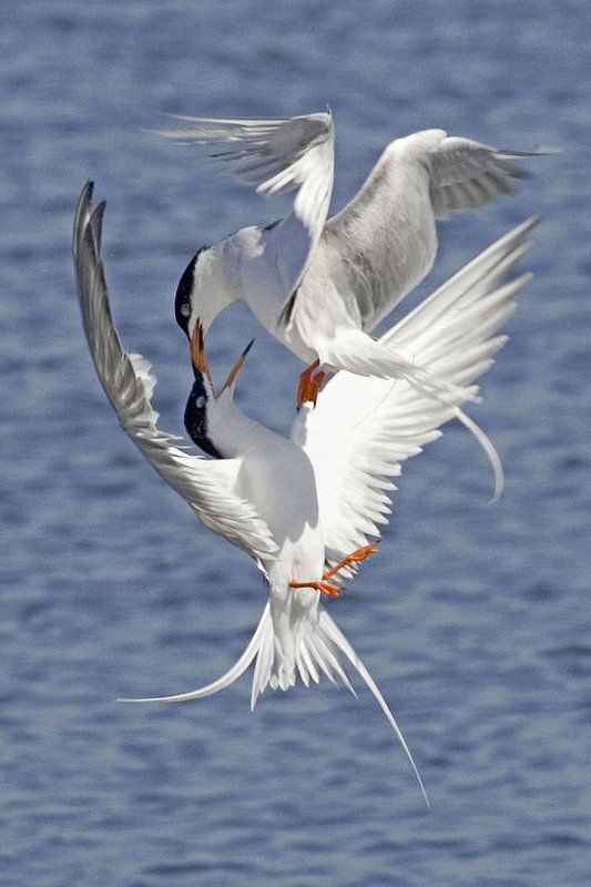 two white birds flying over the ocean with their beaks in each other's mouths