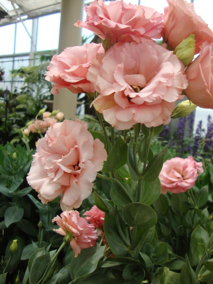 pink flowers are blooming in a greenhouse