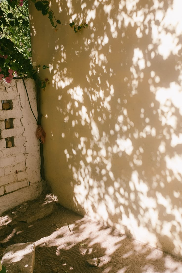 the shadow of a tree on a wall