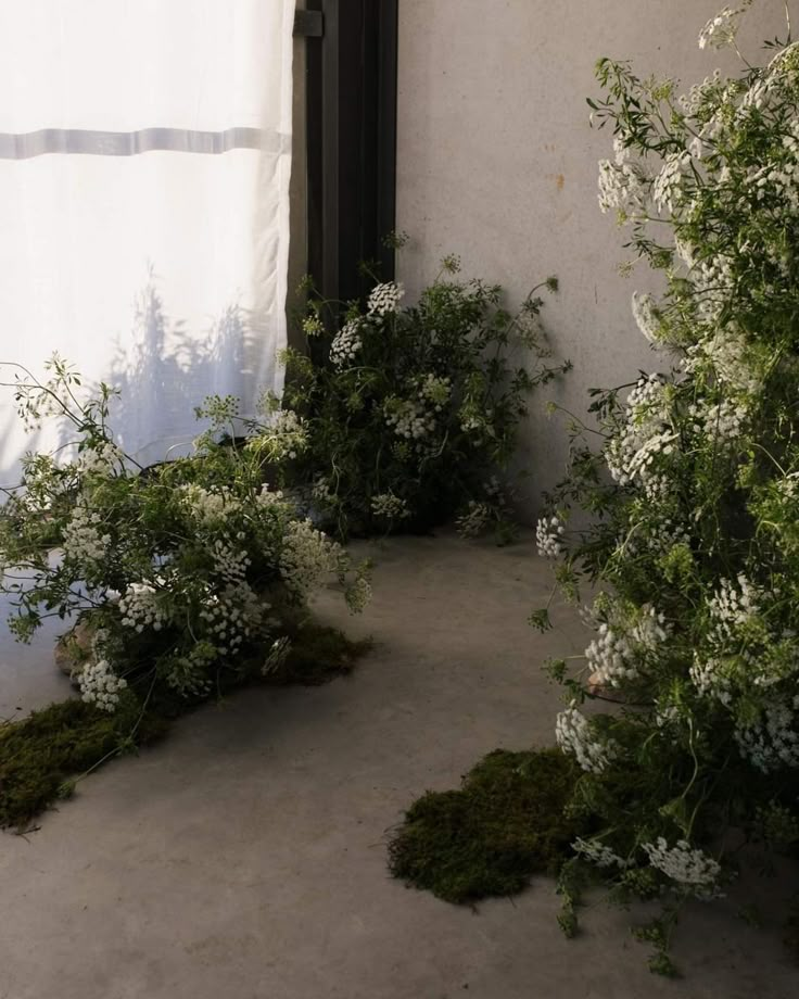 some white flowers and green plants in front of a building with a curtain on the side