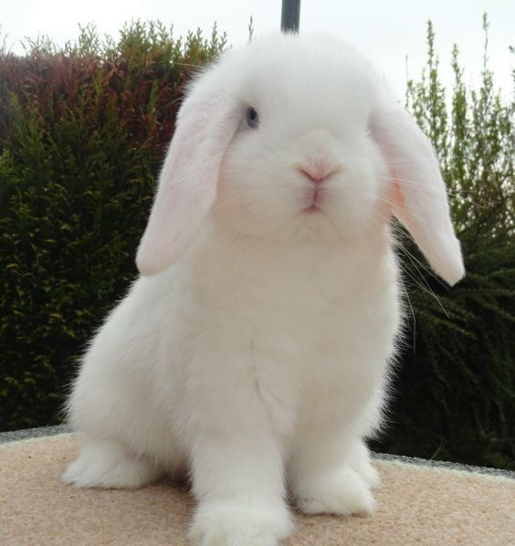 a small white rabbit sitting on top of a cement slab in front of some bushes