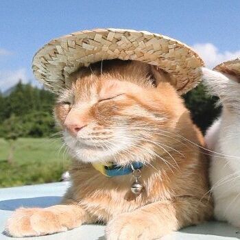 two cats wearing hats sitting on the hood of a car, one with its eyes closed