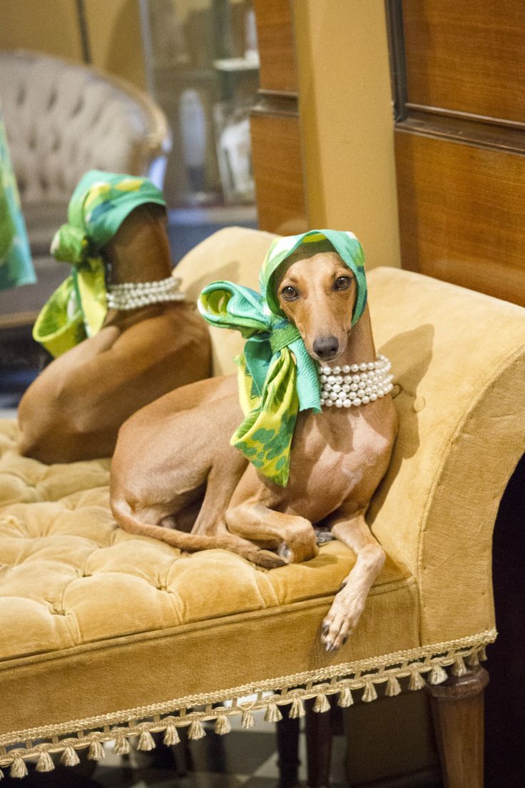 two brown dogs wearing green hats and pearls on their heads sitting on a tan couch