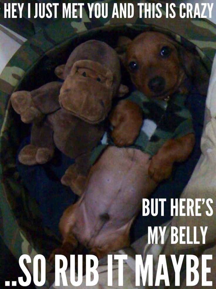 a brown dog laying on top of a bed with stuffed animals in it's mouth