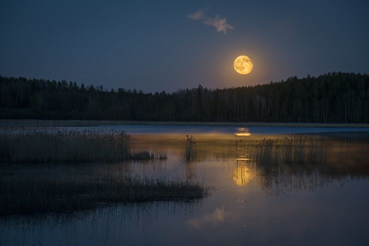 the full moon is shining brightly in the night sky over a lake with reeds