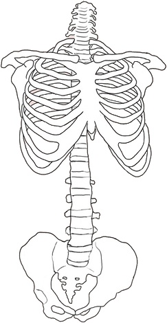 the skeleton is shown in black and white