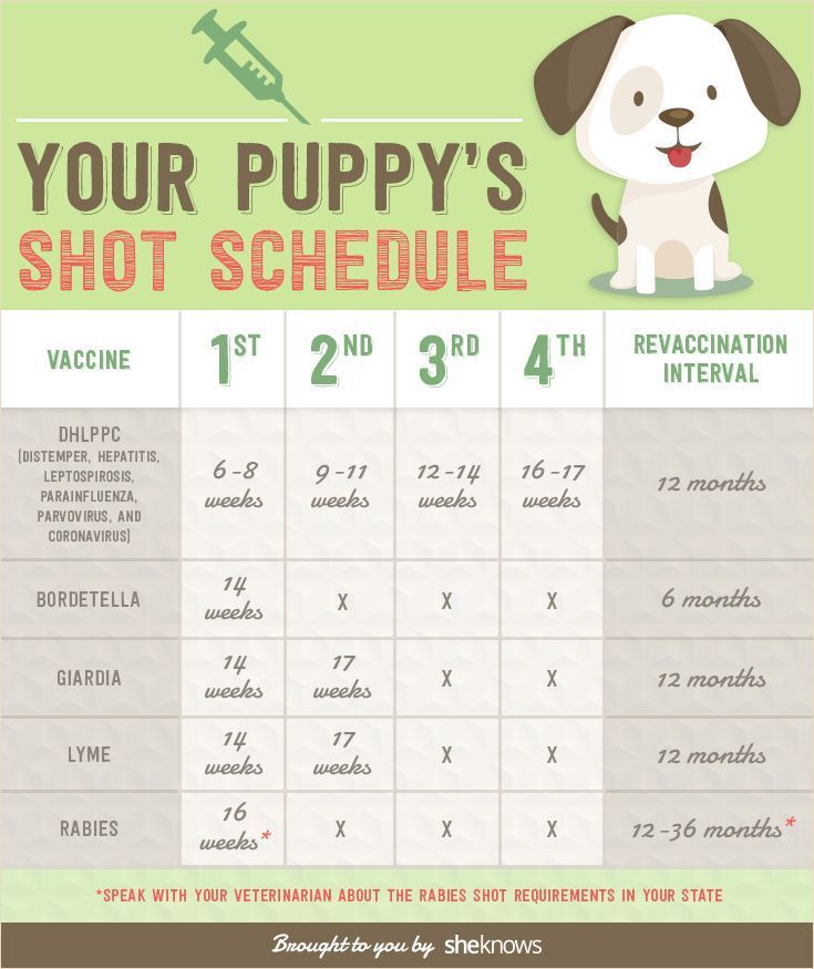 the puppy's shot schedule is shown in green and white with an image of a dog