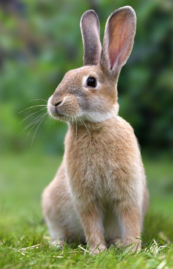 a brown rabbit with a small figure on its back's head in front of trees