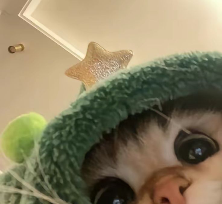 a close up of a cat wearing a green hat with stars on the ceiling behind it