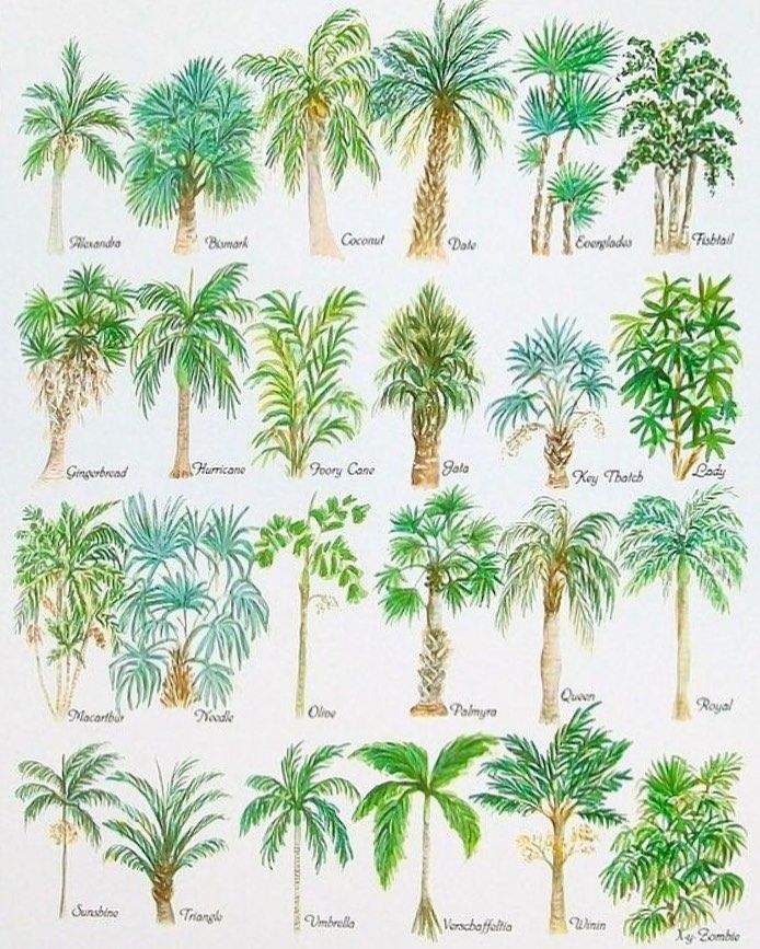 a drawing of palm trees in different colors