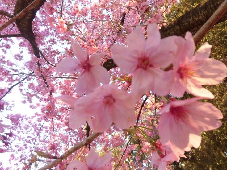 pink flowers blooming on the branches of trees