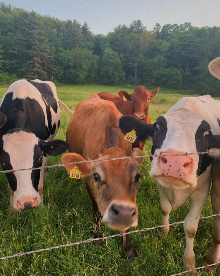 several cows are standing in the grass behind a barbed wire fence and looking at the camera