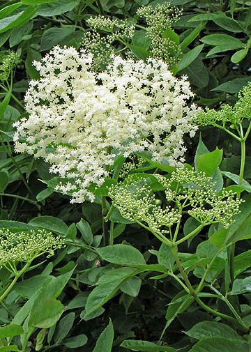 the white flowers are blooming in the garden