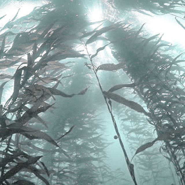 an underwater view of seaweed in the water with sunlight shining through it's branches