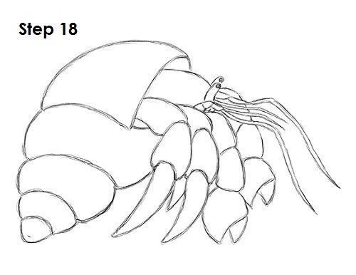 How to Draw a Hermit Crab How To Draw A Hermit Crab, Hermit Crab Sketch, Hermit Crab Drawing Simple, Hermit Crab Tattoo Simple, How To Draw A Crab, Cartooning Drawings, Crab Drawing Simple, Hermit Crab Drawing, Crab Drawing