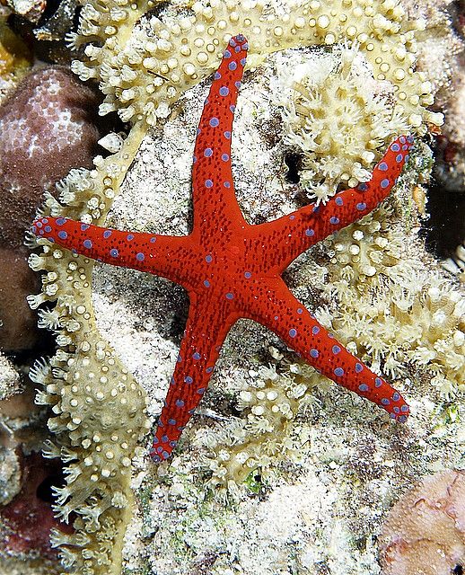 a red starfish sitting on top of a coral