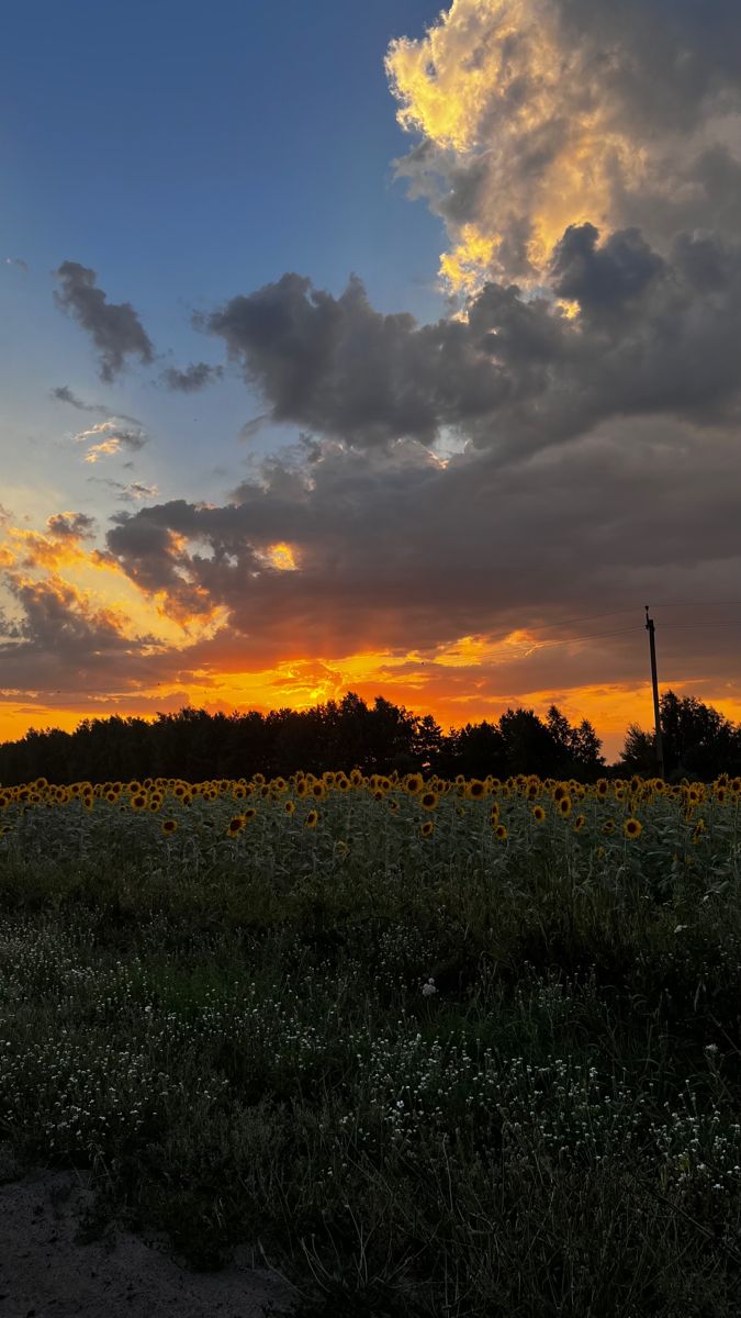 the sun is setting over a field of sunflowers with clouds in the background