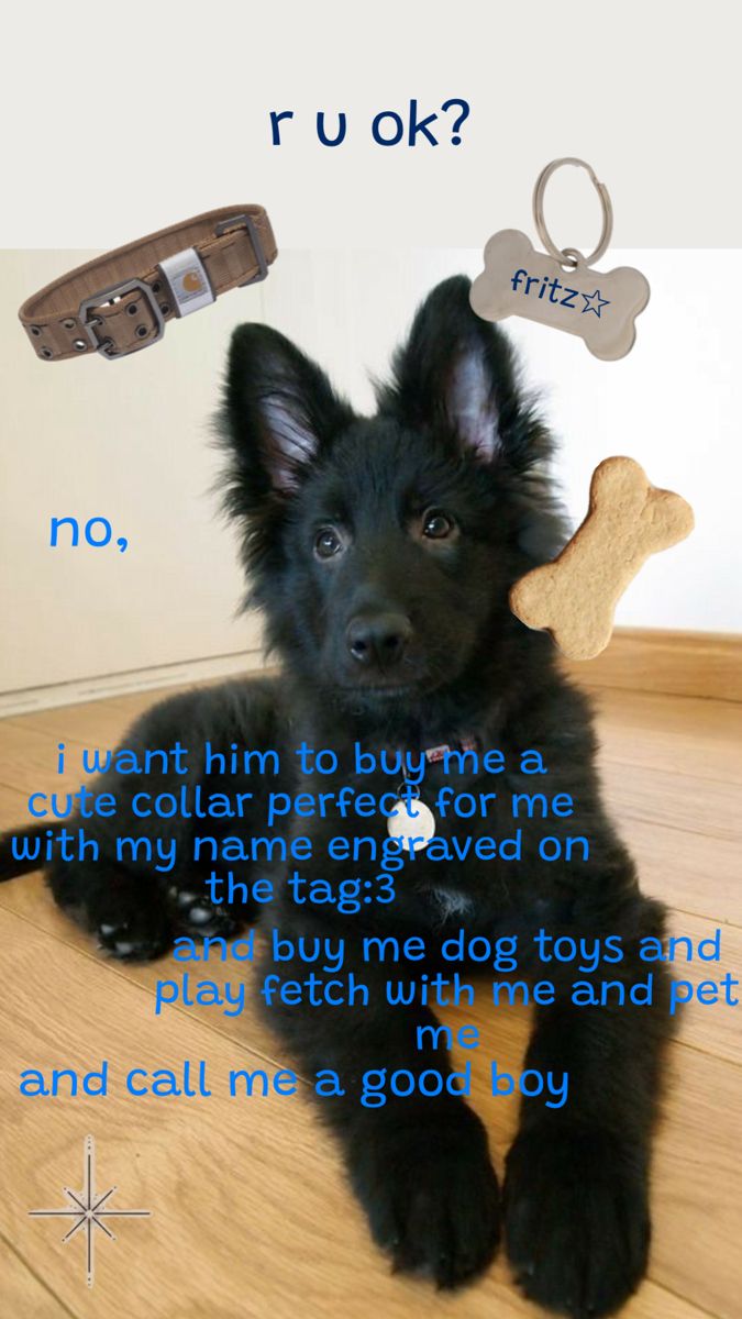 a black puppy sitting on the floor with a bone in its mouth and words above it