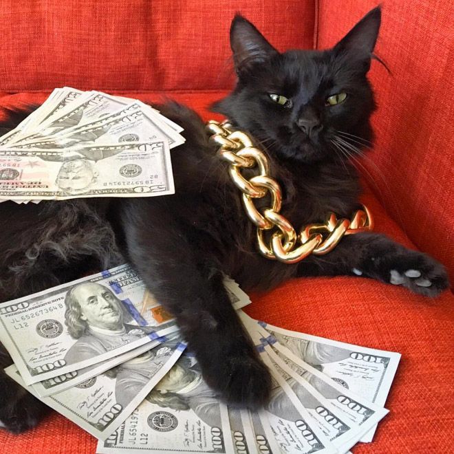 a black cat is sitting on a red couch with money in chains around its neck