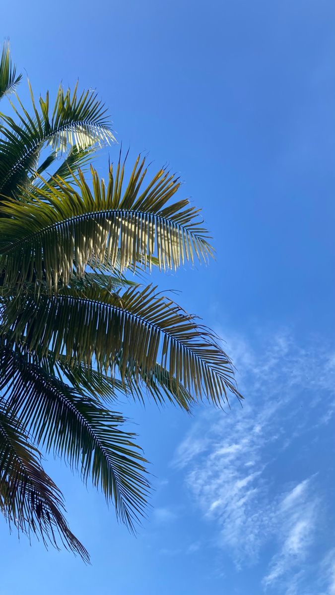 palm tree leaves against a blue sky with wispy clouds