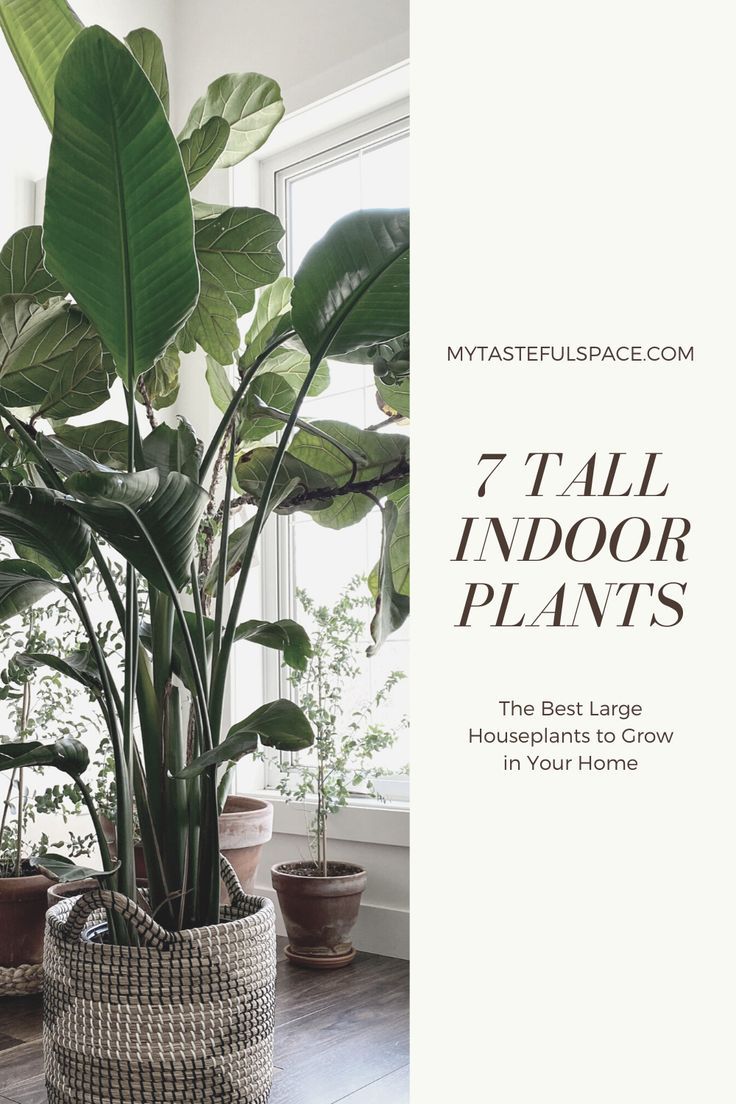 the 7 best large houseplants in your home for indoor plants that are easy to care for