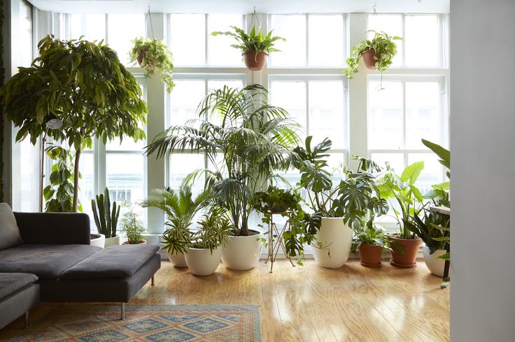 there are many potted plants in this office space, all lined up against the wall