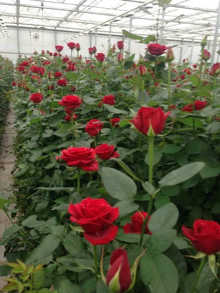 many red roses growing in a greenhouse