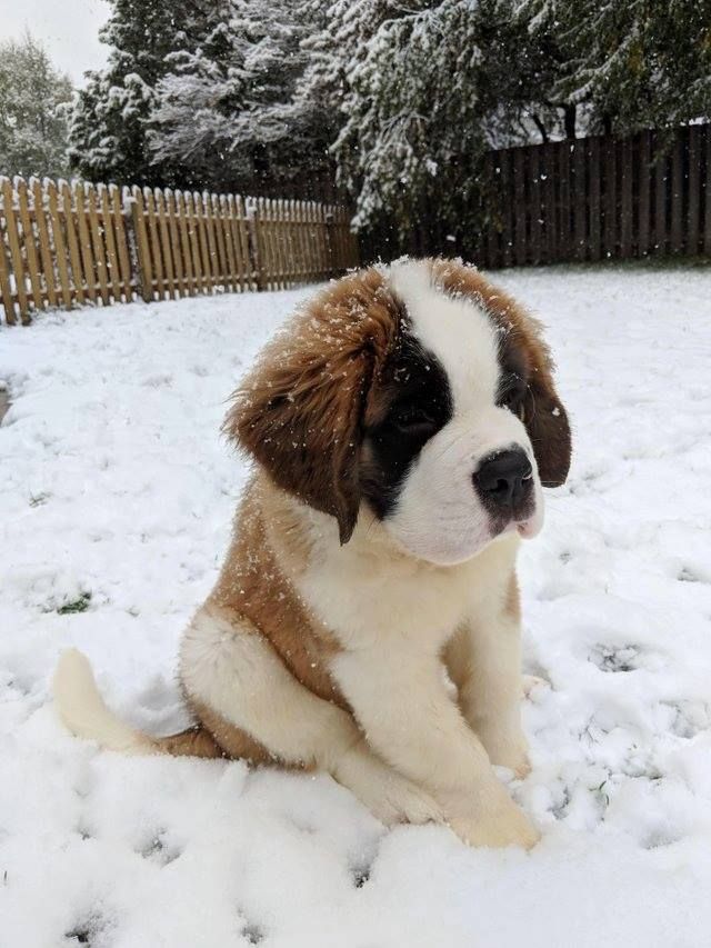 a brown and white puppy sitting in the snow