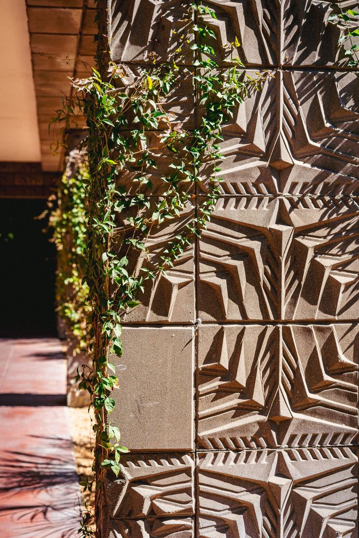 a plant growing on the side of a building next to a wall with leaves and vines