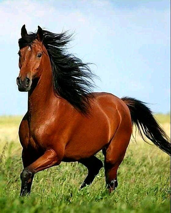 a brown horse with black mane running in the grass