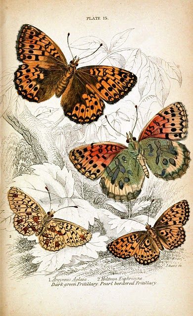 four butterflies with different colors on their wings